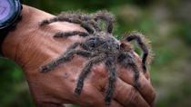 A friendly tarantula at Oliverio's Mariposario in Mera.